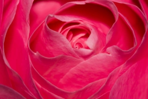 Perfect Pink Rose771362112 300x200 - Perfect Pink Rose - Tulip, Rose, Pink, Perfect